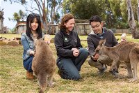 Bonorong Wildlife Park and Richmond Afternoon Tour from Hobart - Accommodation Perth