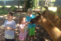 Unguided Family Llama Walk - QLD Tourism