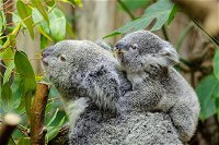 Hobart's best city nature wildlife and fine cuisine - ACT Tourism