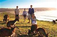 5-Day Adelaide and Kangaroo Island Tour Including Barossa Valley Wine Tasting - ACT Tourism