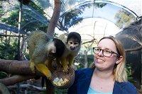 Adelaide Zoo Behind the Scenes Experience Squirrel Monkey Feeding - Accommodation Mount Tamborine