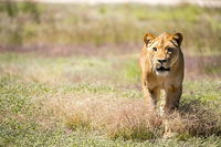 Lions at Bedtime and a day at Monarto Safari Park