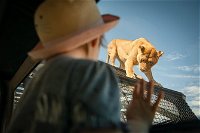 Lions 360 Experience and a Day at Monarto Safari Park - Accommodation Mount Tamborine