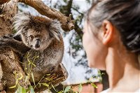 Adelaide Zoo Behind the Scenes Experience Koala Encounter - Accommodation Mount Tamborine