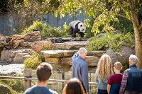 Adelaide Zoo Behind the Scenes Experience Panda and Friends Tour - Accommodation Search