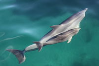 Dolphin Cruise from Adelaide with Optional Dolphin Swim - Accommodation Kalgoorlie