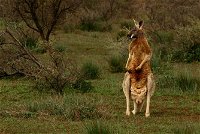 Flinders Ranges  Outback  3 Day Small Group Eco Safari - Tourism Caloundra