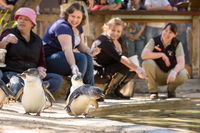 Adelaide Zoo Behind the Scenes Experience Penguins in Person - Accommodation Airlie Beach