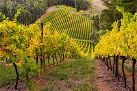 Private Adelaide Hills Wine Region Tour - Accommodation Whitsundays