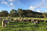 Alpaca Farm 2 hour Tour - Accommodation Whitsundays