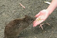 Food Tours Australia Cleland Wildlife Tour - Accommodation Airlie Beach