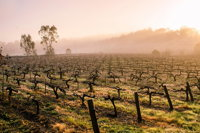 Barossa Valley Private Tour It's your tour the way you want it.