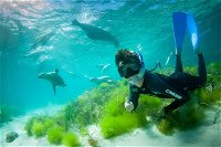 Half-Day Sea Lion Snorkeling Tour from Port Lincoln - Accommodation Brunswick Heads