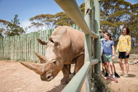 Rhino Interactive and a day at Monarto Safari Park - Accommodation Airlie Beach