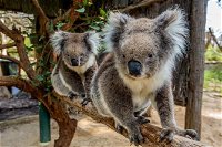 Cleland Wildlife Park Tour from Adelaide including Mount Lofty Summit - Accommodation Airlie Beach