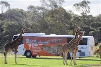 Monarto Safari Park Bus transfers from Adelaide City - Taree Accommodation
