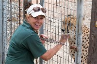 Cheetah Experience at Monarto Safari Park - Accommodation Australia