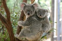 Lone Pine Koala Sanctuary Day Pass