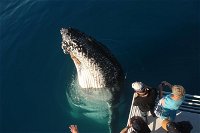 Hervey Bay Whale Watching Experience - Accommodation in Bendigo
