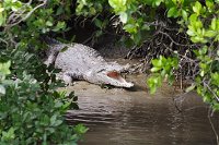 Whitsunday Crocodile Safari including Lunch - Accommodation Brisbane