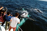 Half-Day Whale Watching and Canal Cruise from Surfers Paradise - Accommodation Yamba