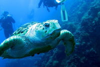 Scuba Dive the S.S. Yongala Wreck on the Great Barrier Reef. - Accommodation Mount Tamborine