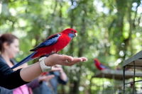 Springbrook and Tamborine Rainforest Glow Worm Tour - Accommodation Gold Coast