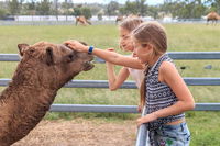 Camel Farm Deluxe Experience - Accommodation Gold Coast