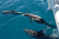 Fraser Island  Dolphin Sailing Adventure - Accommodation Redcliffe