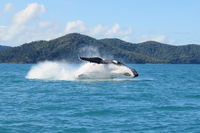 Whitsundays Whale Watching Cruise from Airlie Beach