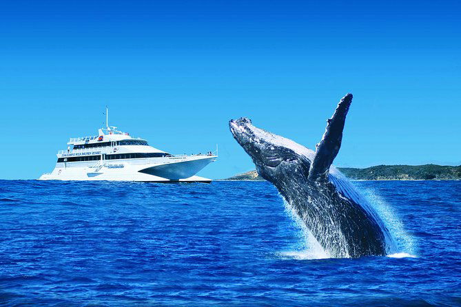 Tangalooma Island Resort Dolphin Viewing Day Cruise with Whale Watching