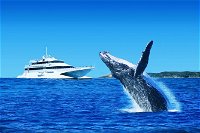 Tangalooma Island Resort Premium Dolphin Feeding Day Cruise with Whale Watching - Accommodation in Surfers Paradise