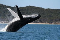 Hervey Bay Ultimate Whale Watching Cruise - WA Accommodation