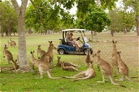 Small-Group Wildlife and Rainforest Tour from Port Douglas - Attractions Brisbane