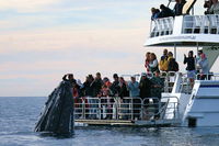 Hervey Bay Whale Watching Cruise - WA Accommodation