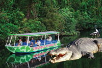 Daintree River Cruise - Accommodation Airlie Beach