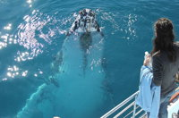 Three-Quarter Day Hervey Bay Premium Whale Watching Cruise - WA Accommodation