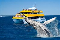 Spirit of Hervey Bay Whale Watching Cruise - Accommodation ACT