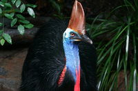 Wildlife Habitat Port Douglas - QLD Tourism