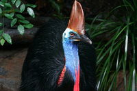 Wildlife Habitat Port Douglas - Lennox Head Accommodation