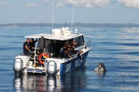 Hervey Bay Whale Swim and Watch - Tourism Caloundra