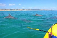 Half-Day Kayak with Dolphins and 4WD Beach Drive from Rainbow Beach - Accommodation Redcliffe