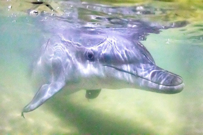 Premium Dolphin Feeding Day Cruise to Tangalooma Island Resort on Moreton Island