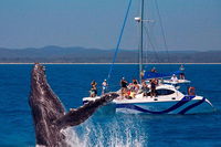 Blue Dolphin Exclusive Whale Watch Encounters - QLD Tourism