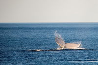 Whale Watching Ocean Tour - Attractions