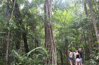 Sightseeing Tour - Half Day - Accommodation Sunshine Coast