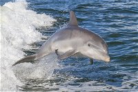 Noosa Oceanrider Scenic Dolphin Safari - Accommodation Cooktown