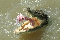 Darwin Jumping Crocodiles Cruise on Adelaide River - QLD Tourism