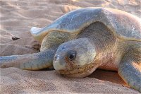 Turtle Tracks Tour to Bare Sand Island from Darwin - Southport Accommodation