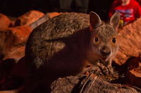 Alice Springs Desert Park Nocturnal Tour - QLD Tourism